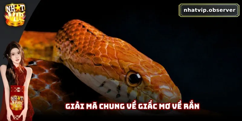 Mơ Thấy Rắn Là Xui Xẻo Hay May Mắn | Giải Mã Theo Dân Gian 1 Giải mã chung về giấc mơ về rắn