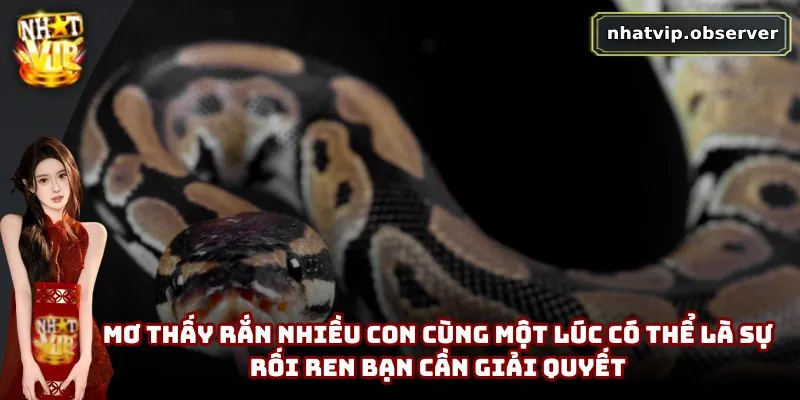 Mơ Thấy Rắn Là Xui Xẻo Hay May Mắn | Giải Mã Theo Dân Gian 2 Mơ thấy rắn nhiều con cùng một lúc có thể là sự rối ren bạn cần giải quyết