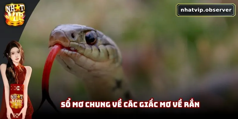 Mơ Thấy Rắn Là Xui Xẻo Hay May Mắn | Giải Mã Theo Dân Gian 4 Sổ mơ chung về các giấc mơ về rắn